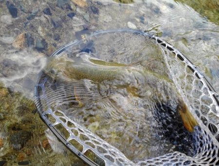 大イワナ登場！